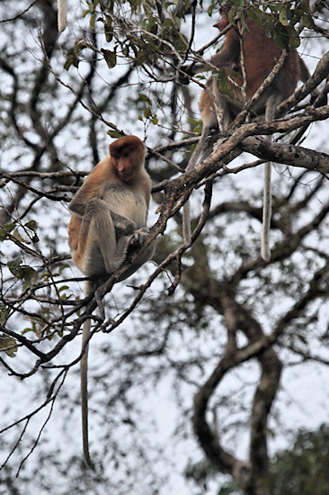 ProboscisMonkey_Sukau_0254 (241)_m.jpg